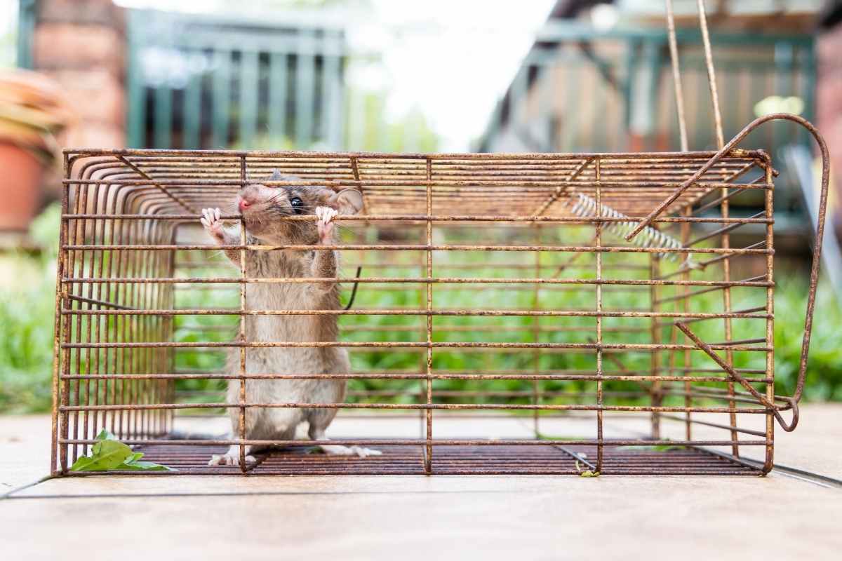 rat-in-cage-rat-trap