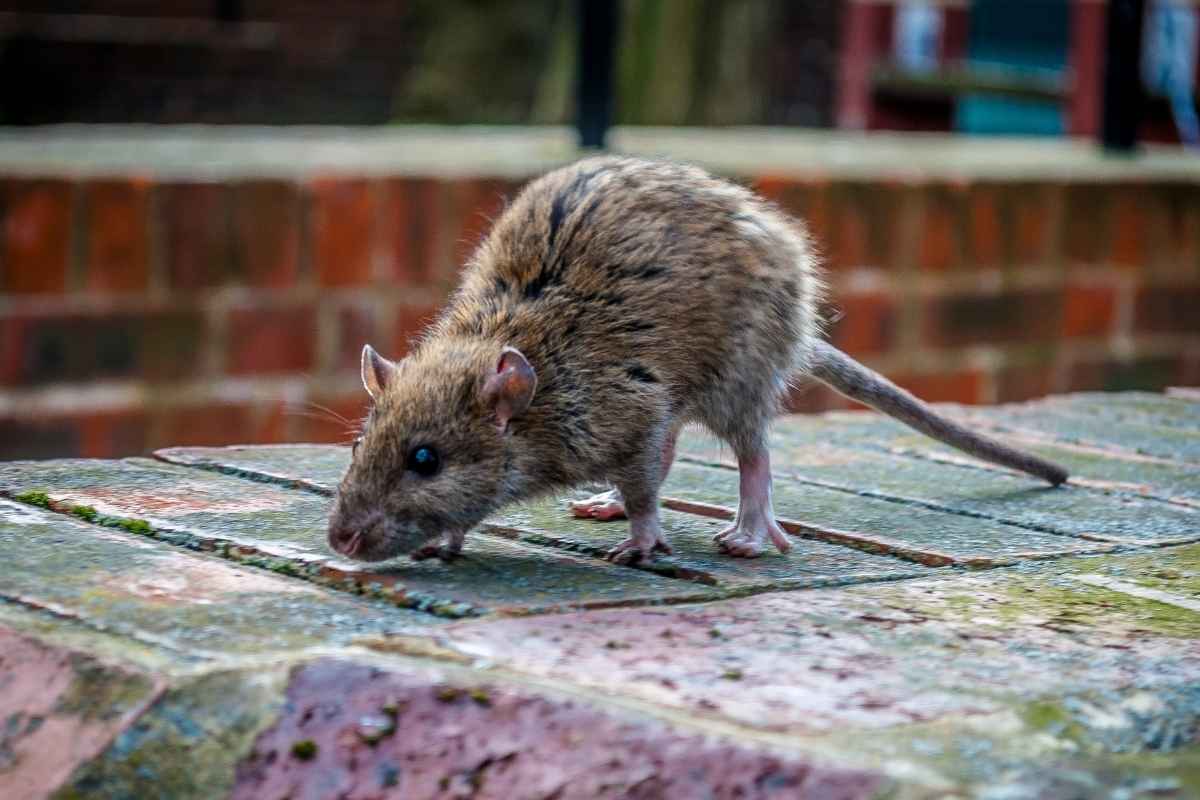 rat on city street