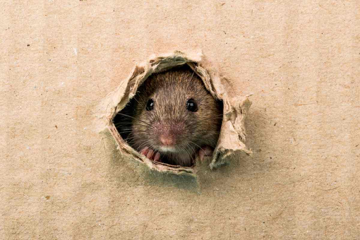 rat-with-cardboard